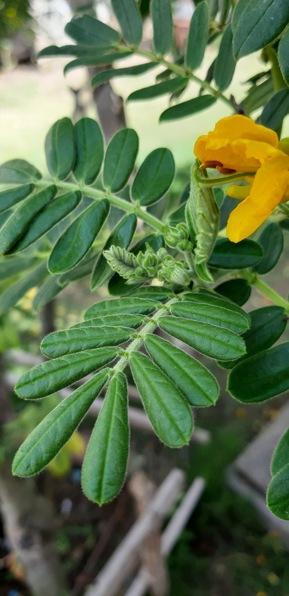 Senna multiglandulosa 